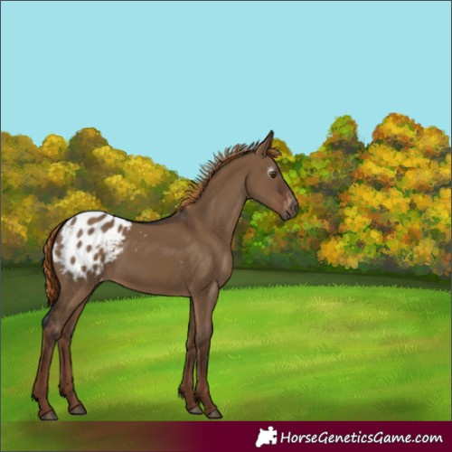 Horse Color:Gray Liver Red Dun Varnish