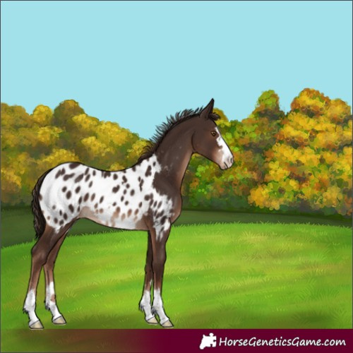Horse Color:Liver Chestnut Appaloosa 
