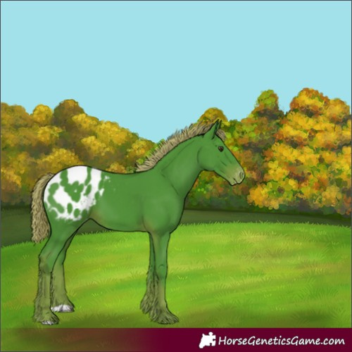 Horse Color:Watercolor Liver Chestnut Appaloosa 