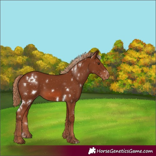 Horse Color:White Spotted Chestnut Varnish