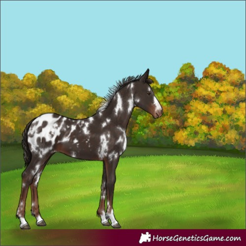 Horse Color:White Spotted Liver Chestnut Blanket 