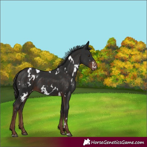 Horse Color:White Spotted Liver Chestnut Varnish 