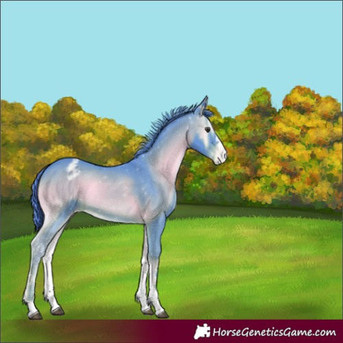 Horse Color:Watercolor Red Onyx Varnish Rabicano
