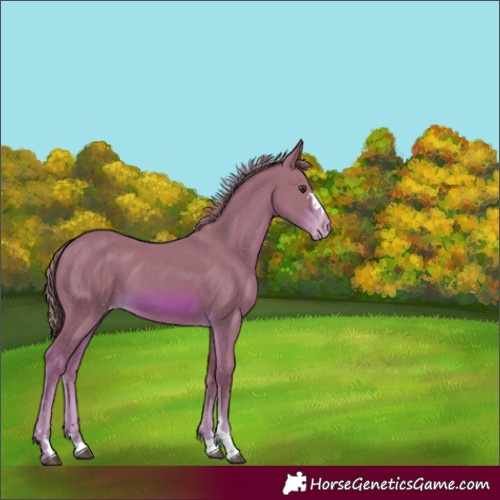 Horse Color:Watercolor Chestnut Varnish