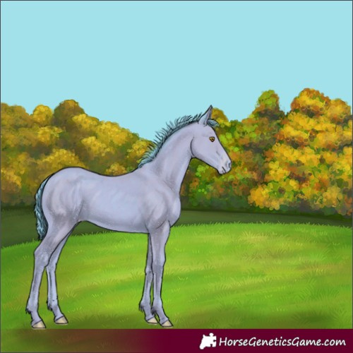Horse Color:Watercolor Classic Champagne Appaloosa 