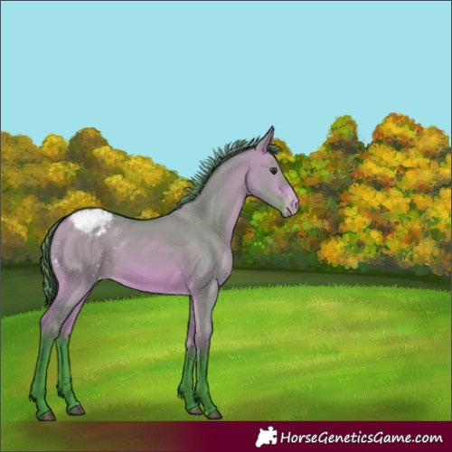 Horse Color:Watercolor Bay Dun Appaloosa