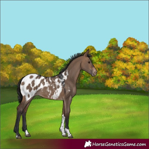 Horse Color:Brown Dun Tobiano Blanket 