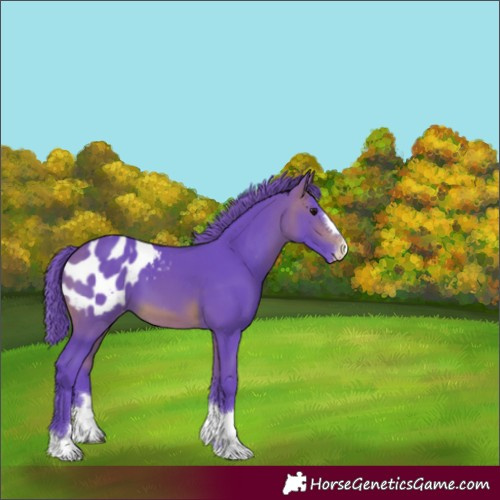 Horse Color:Watercolor Brown Appaloosa 