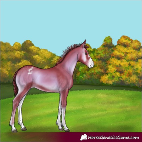 Horse Color:Watercolor Liver Red Onyx Appaloosa 