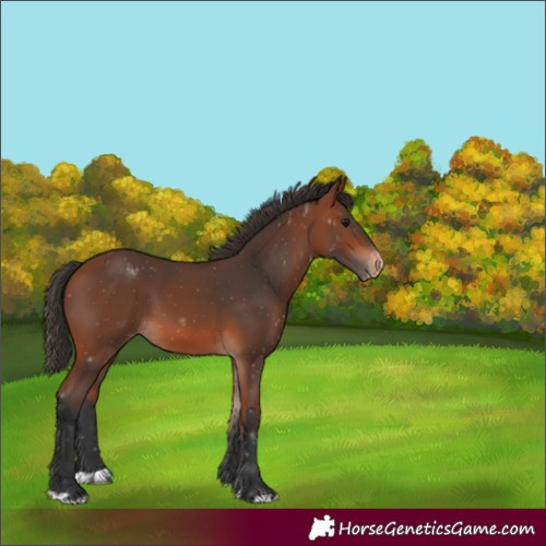Horse Color:Bay Appaloosa