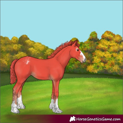 Horse Color:Gray Watercolor Chestnut Varnish