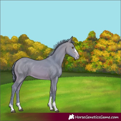 Horse Color:Watercolor Bay Varnish 