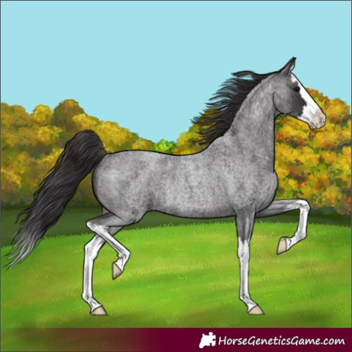 Horse Color:Smoky Blue Roan Splash Rabicano