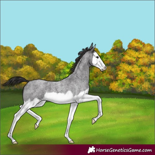 Horse Color:Smoky Blue Roan Splash Frame 