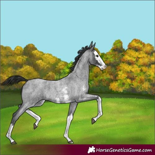 Horse Color:Unknown 