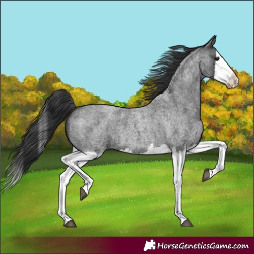 Horse Color:Blue Roan Splash 