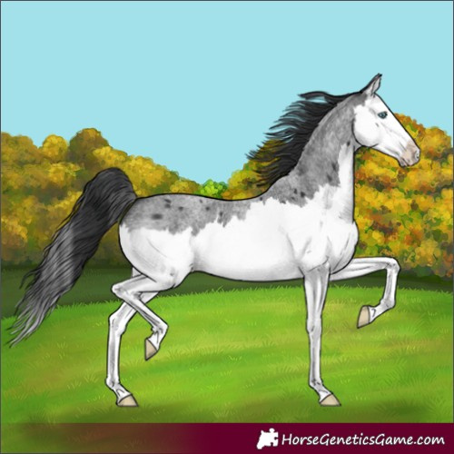 Horse Color:Blue Roan Splash 