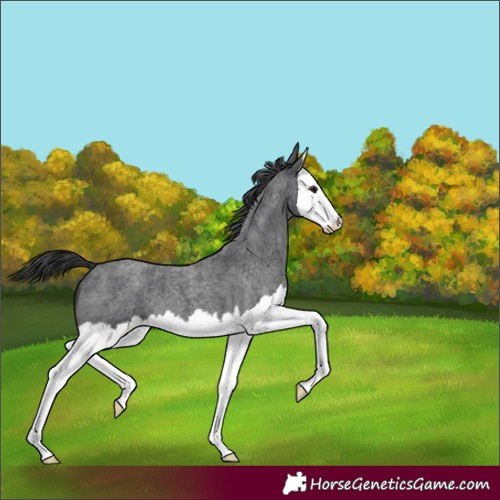Horse Color:Blue Roan Splash 