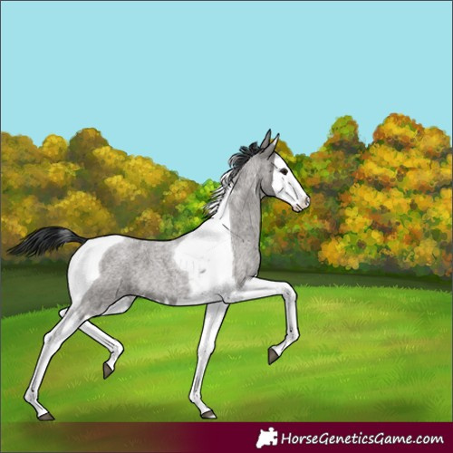 Horse Color:Grullo Roan Splash Tobiano