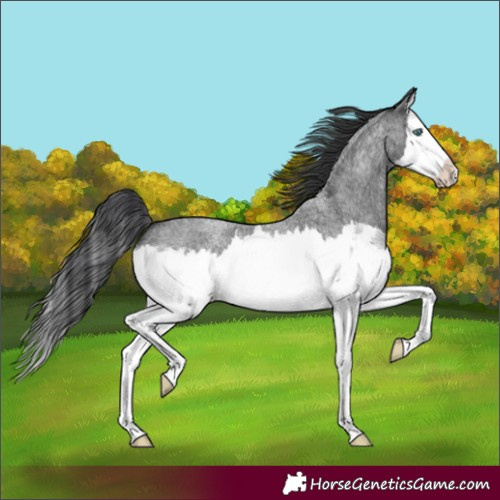 Horse Color:Blue Roan Splash 