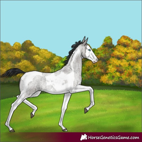Horse Color:Grullo Roan Splash Tobiano