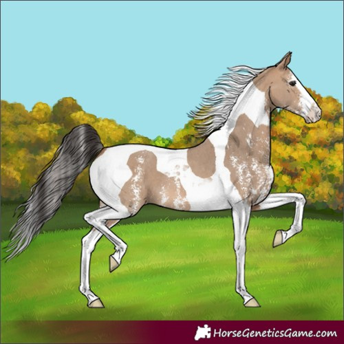Horse Color:Bay Dun Sabino Splash Tobiano 