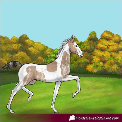 Horse Color:Bay Dun Sabino Splash Tobiano 