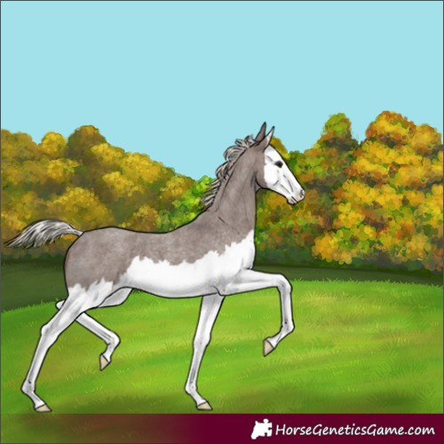 Horse Color:Silver Blue Roan Splash 