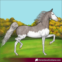 Horse Color:Silver Blue Roan Splash 