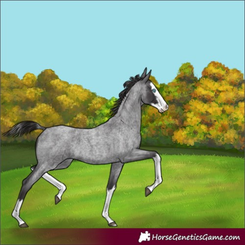 Horse Color:Smoky Blue Roan Splash 