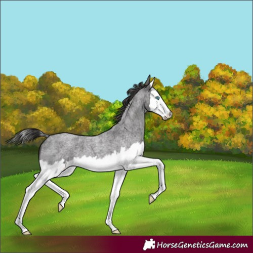Horse Color:Smoky Blue Roan Splash 