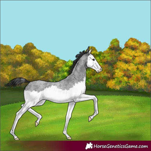 Horse Color:Blue Roan Splash 