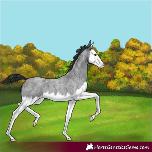 Horse Color:Blue Roan Splash