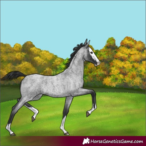 Horse Color:Blue Roan Splash