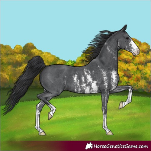 Horse Color:Black Sabino 