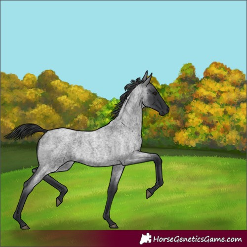 Horse Color:Unknown 