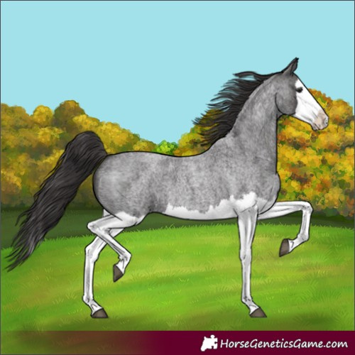 Horse Color:Smoky Blue Roan Splash 