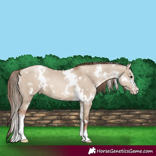 Horse Color:White Spotted Grullo Pearl Sabino