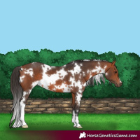 Horse Color:White Spotted Bay