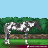Horse Color:White Spotted Black 