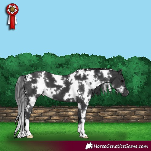 Horse Color:White Spotted Black