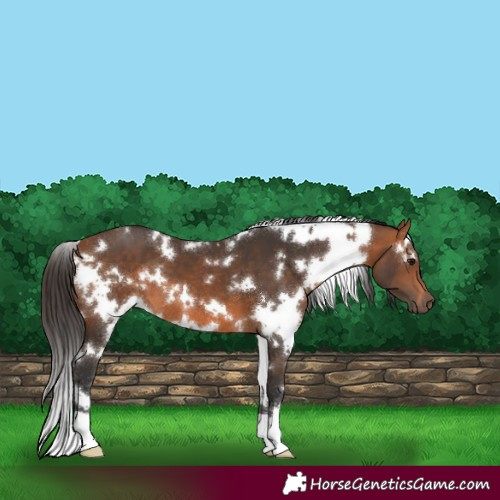 Horse Color:White Spotted Bay 