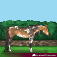 Horse Color:White Spotted Buckskin 