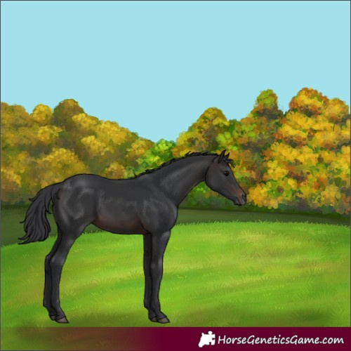 Horse Color:Brown 