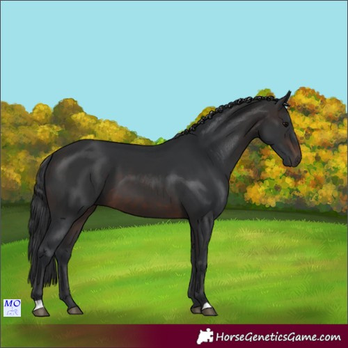 Horse Color:Brown 