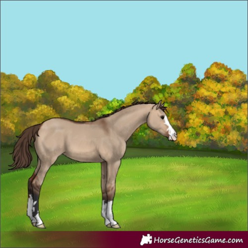 Horse Color:Bay Dun Appaloosa 