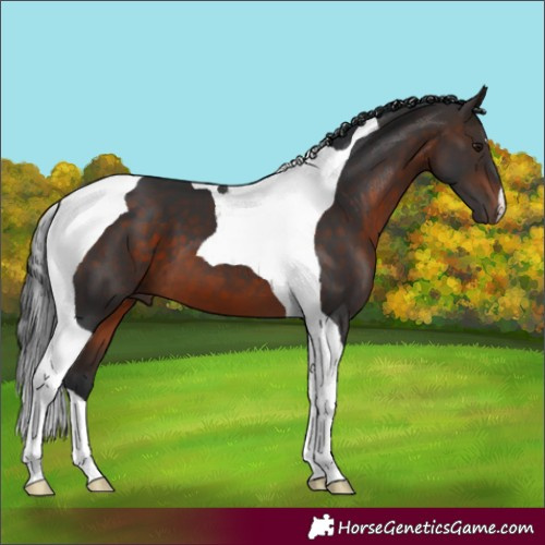 Horse Color:Bay Tobiano 