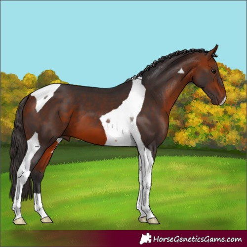 Horse Color:Bay Tobiano