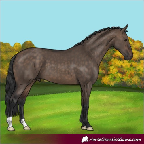 Horse Color:Brown Dun