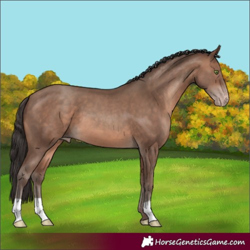 Horse Color:Sable Champagne